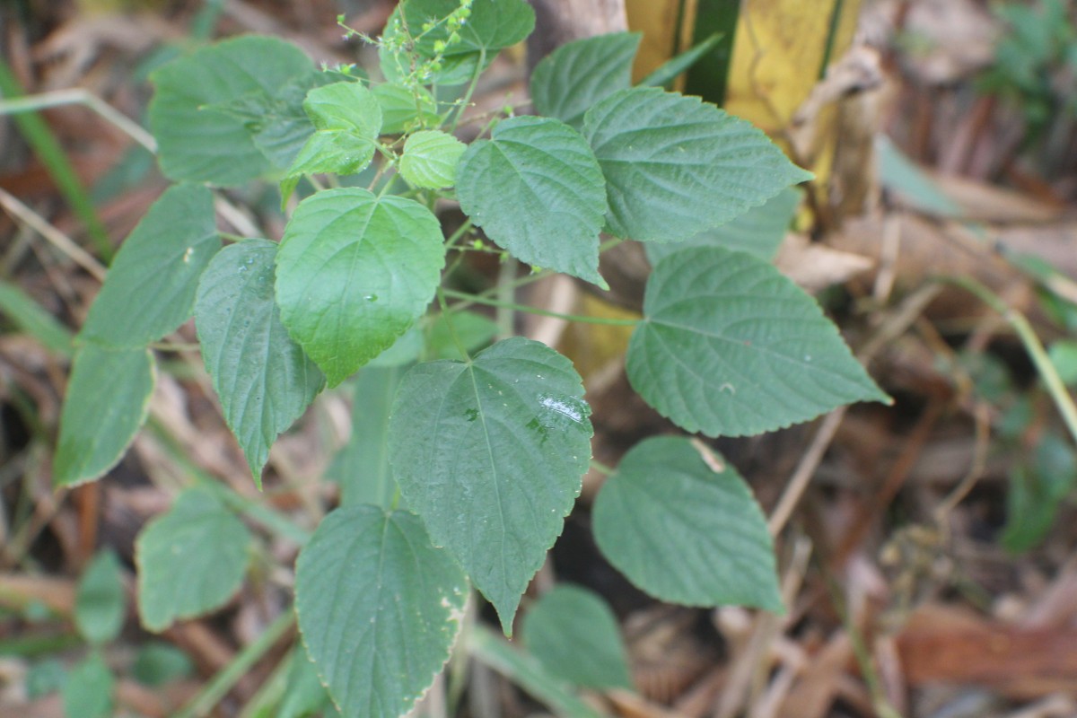 Acalypha paniculata Miq.